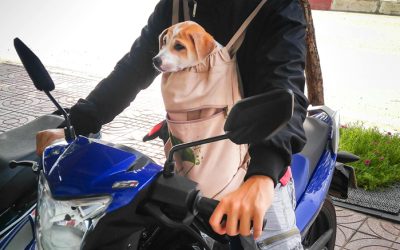 Cómo Transportar a tu Perro en Moto para un Trayecto Seguro